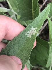 Calycomyza platyptera