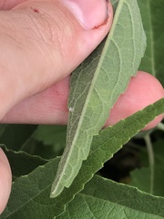 Calycomyza platyptera