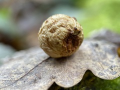 Cynips quercusfolii