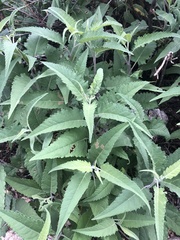 Calycomyza platyptera