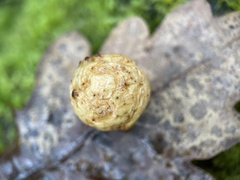 Cynips quercusfolii