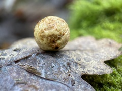 Cynips quercusfolii