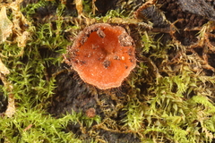 Scutellinia umbrorum