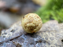Cynips quercusfolii