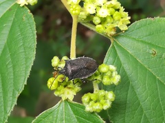 Padaeus trivittatus