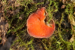 Scutellinia umbrorum