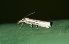 Catoptria staudingeri