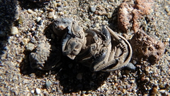 Omorgus pastillarius