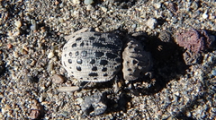 Omorgus pastillarius