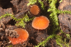 Scutellinia umbrorum