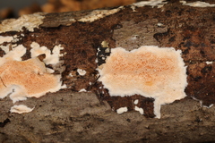 Steccherinum nitidum