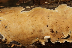 Steccherinum nitidum