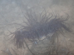 Ceriantheopsis americanus