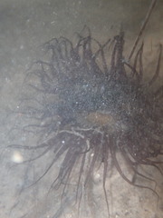 Ceriantheopsis americanus