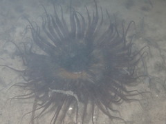 Ceriantheopsis americanus
