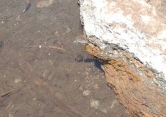 Acilius abbreviatus