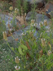 Stachys pycnantha