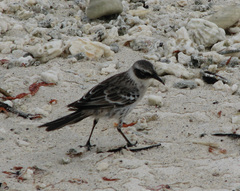 Mimus parvulus bauri