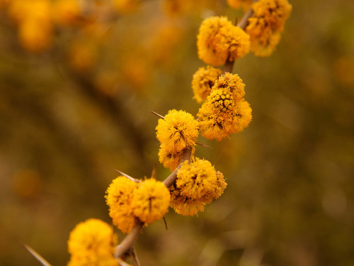 Vachellia caven