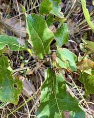 Perixerus