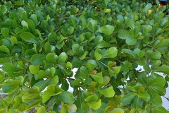 Magnoliopsida