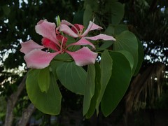 Bauhinia monandra