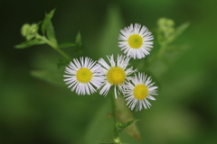 Phytomyza erigeronis