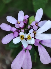 Iberis procumbens