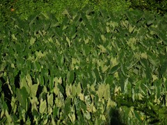 Colocasia esculenta