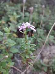 Iberis procumbens