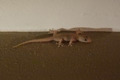 Gehyra mutilata