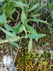 Iberis procumbens