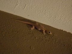 Gehyra mutilata