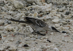 Mimus parvulus bauri