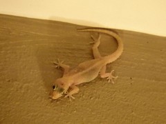 Gehyra mutilata