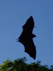 Pteropus niger