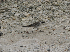 Mimus parvulus bauri