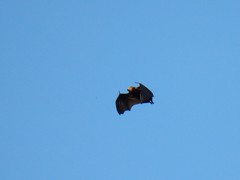 Pteropus niger