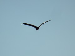 Pteropus niger