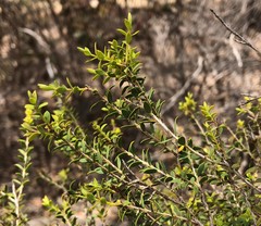 Melaleuca acuminata