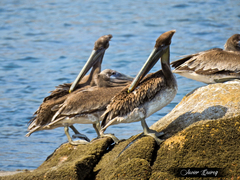 Pelecanus occidentalis