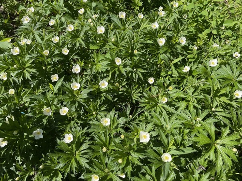 Anemonastrum canadense