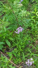 Phlox pilosa pilosa