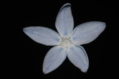 Amsonia ciliata ciliata