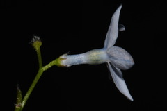 Amsonia ciliata ciliata