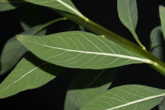 Amsonia ciliata ciliata