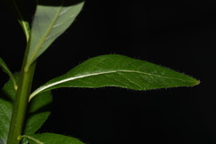 Amsonia ciliata ciliata
