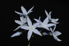 Amsonia ciliata ciliata