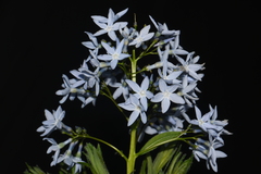 Amsonia ciliata ciliata