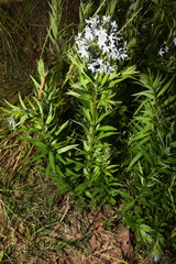 Amsonia ciliata ciliata